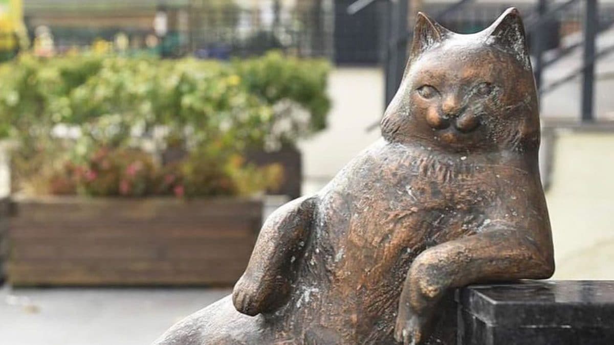 Istanbul Honours Beloved Stray Cat With A Statue After Death - News18