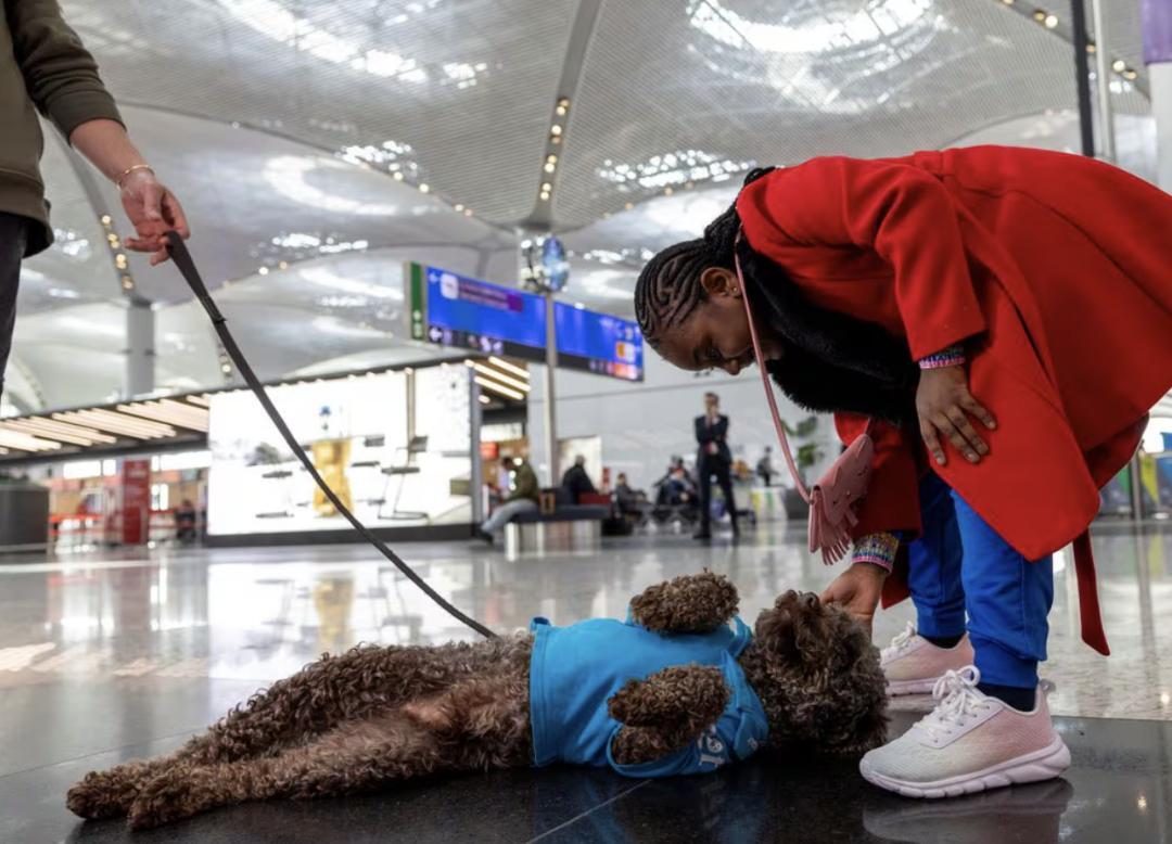 İstanbul Havalimanı’nda yolcuları rahatlatmak için terapi köpekleri tanıtıldı | Havalimanı programı bir aydır devam ediyor