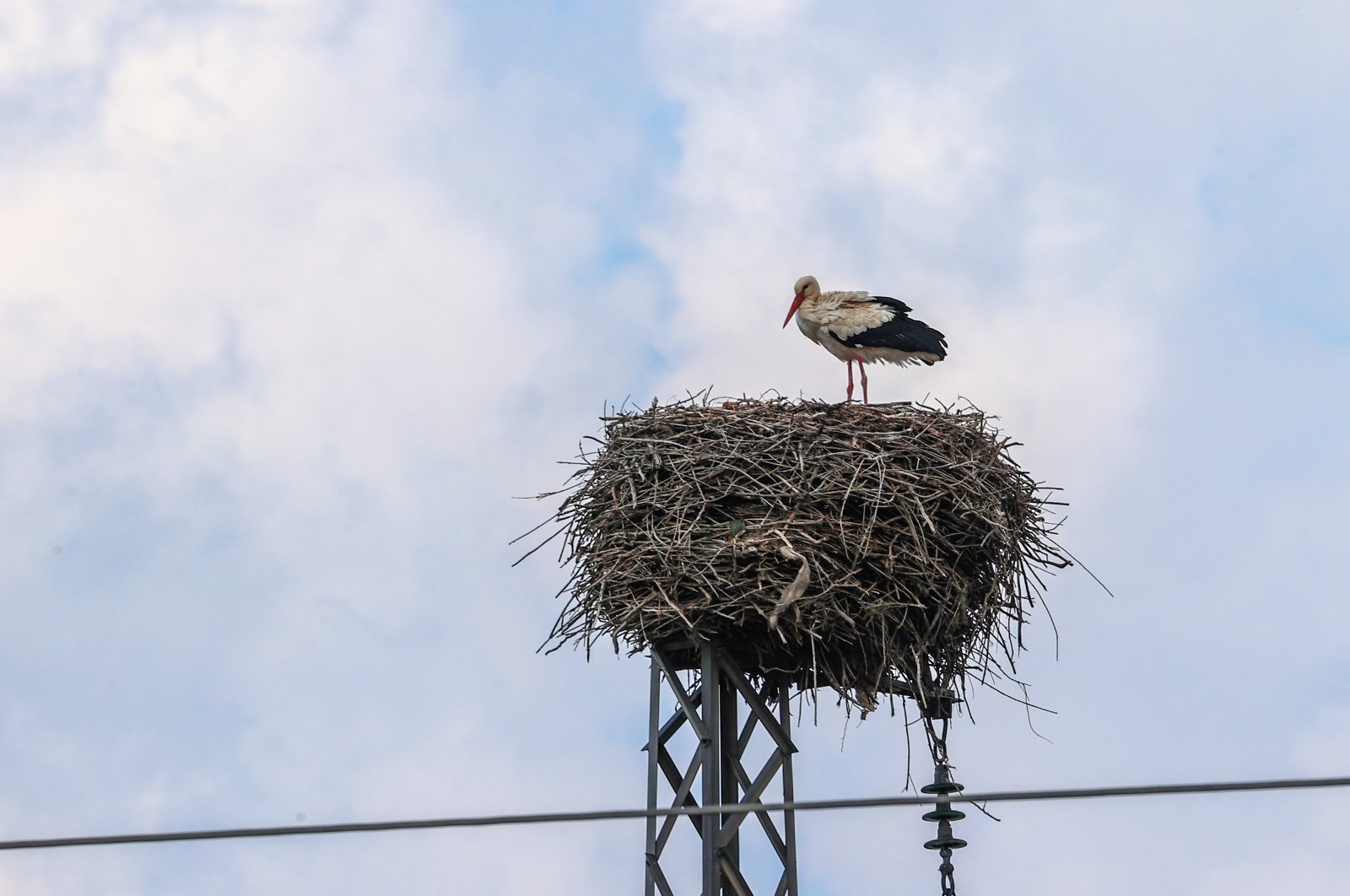 Climatic shift cancels migration habits of storks in Türkiye | Daily Sabah - Daily Sabah