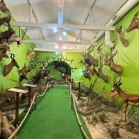 Authorities raid illegal endangered animal museums in Istanbul - Hurriyet Daily News