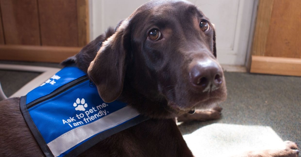 Furry Pets Help Calm Travelers in Istanbul Airport - Goodnet